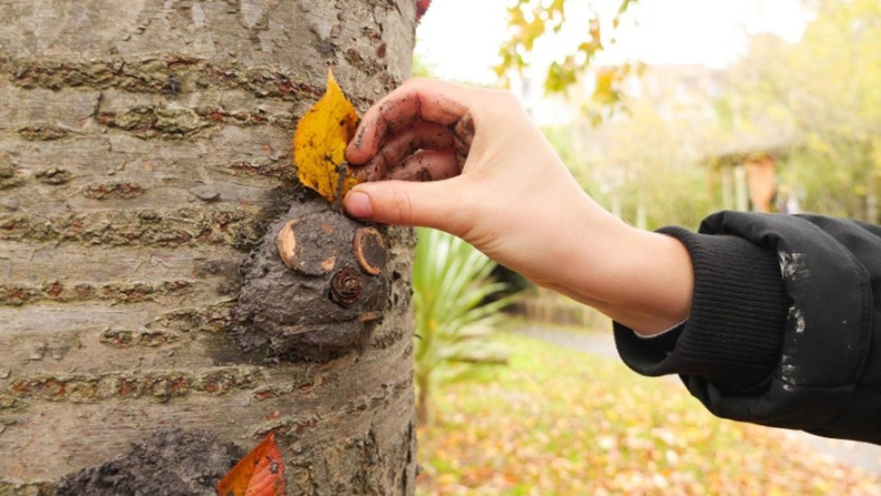 Hand holding a leaf against a tree to make it look like a creature